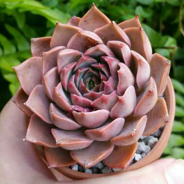 Echeveria