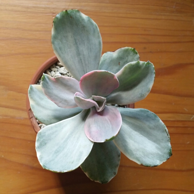 Plant image Echeveria Decora