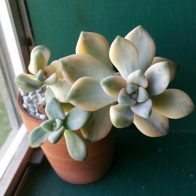 Plant image xGraptoveria Titubans Variegata