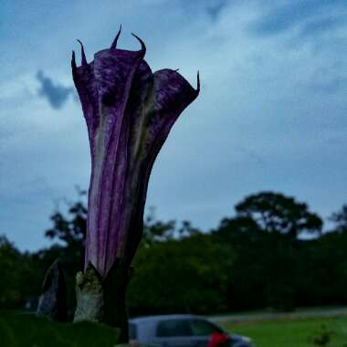 Devil's Trumpet 'Double Blackcurrant Swirl'