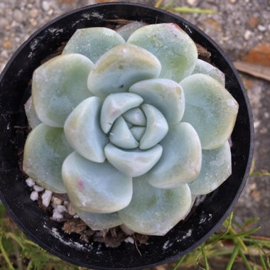 Echeveria Ice Green