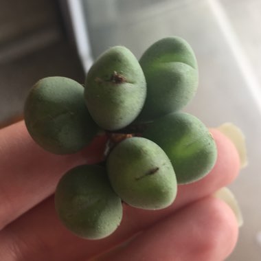 Conophytum Meyeri