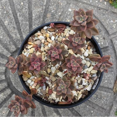 x Graptosedum Bronze