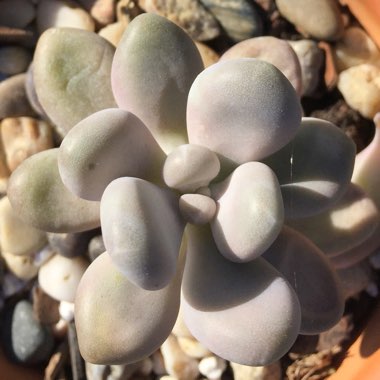 Pachyphytum bracteosum