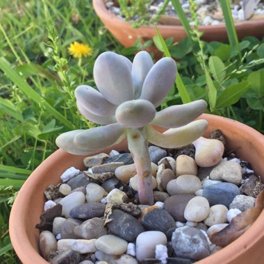 Pachyphytum bracteosum