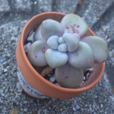 Graptopetalum Ellen