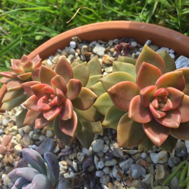 x Graptosedum California Sunset