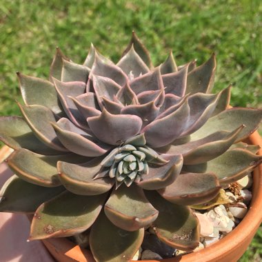 Echeveria Mensa