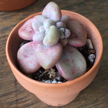 Graptopetalum Ellen