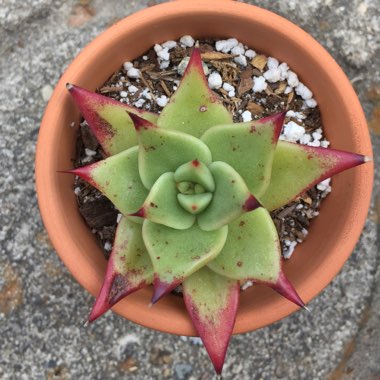 Echeveria Agavoides Ebony