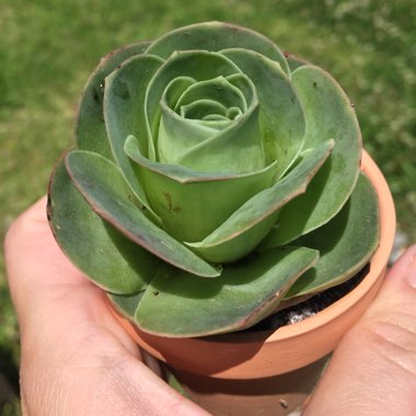 Aeonium Aureum