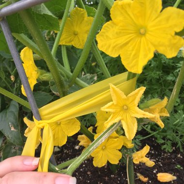 Cucumis sativus 'Burpless'