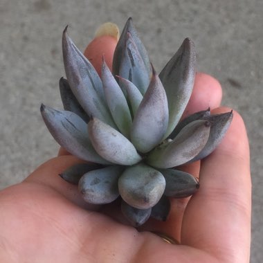 Echeveria Unguiculata