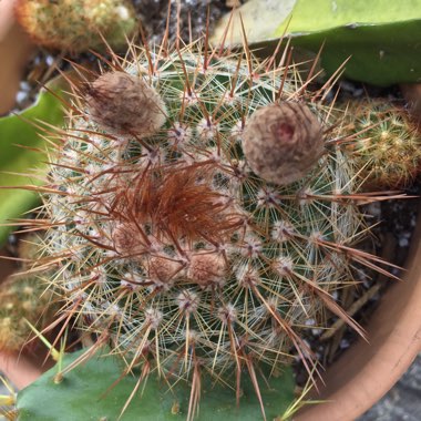 Parodia Erubescens syn. Notocactus schlosseri