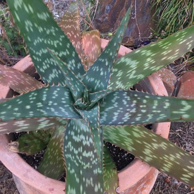 Aloe Maculata