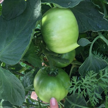 Solanum lycopersicum 'Better Boy'