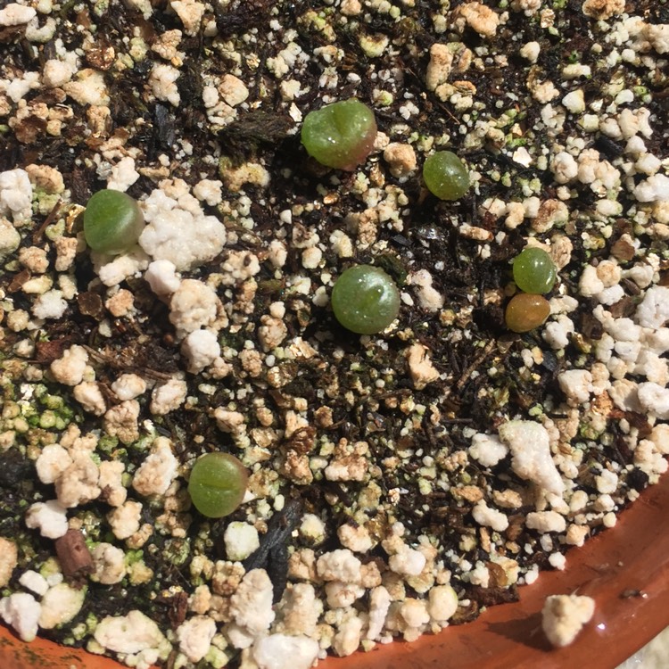 Plant image Lapidaria margaretae syn. Mesembryanthemum margaretae