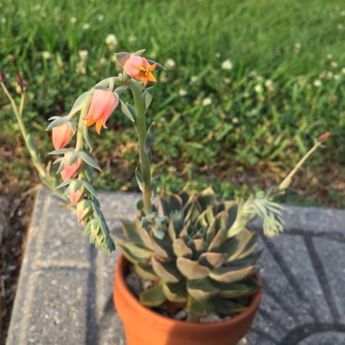 Echeveria Mensa