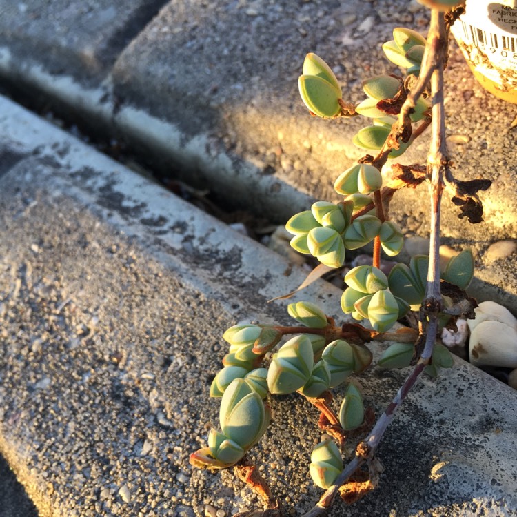 Plant image Braunsia maximiliani