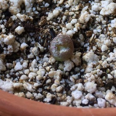 Lapidaria margaretae syn. Mesembryanthemum margaretae