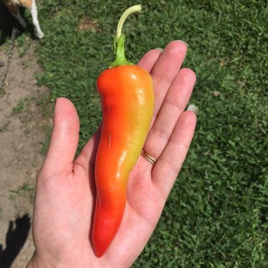 Capsicum 'Sweet Banana'