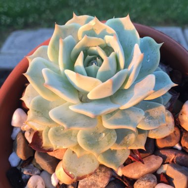 Echeveria Fleur Blanc