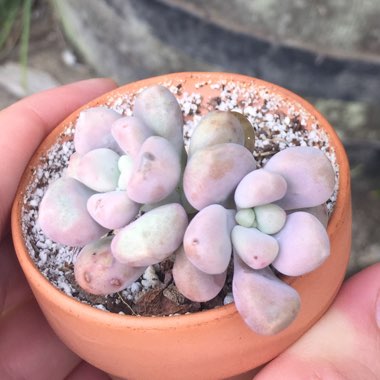 Graptopetalum Ellen