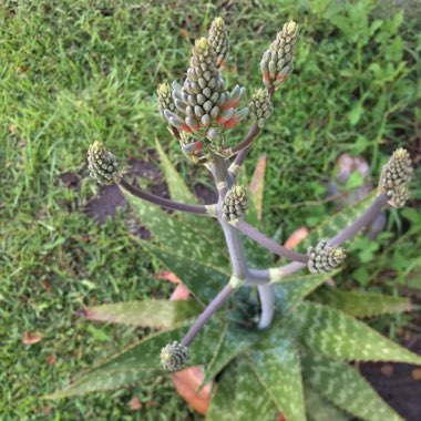 Aloe Maculata