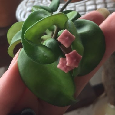 Hoya carnosa 'Compacta'