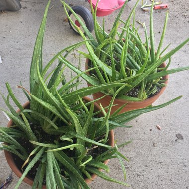 Aloe Vera