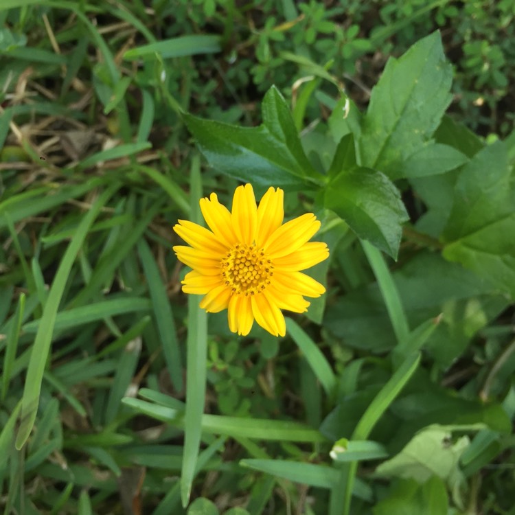 Plant image Sphagneticola Trilobata