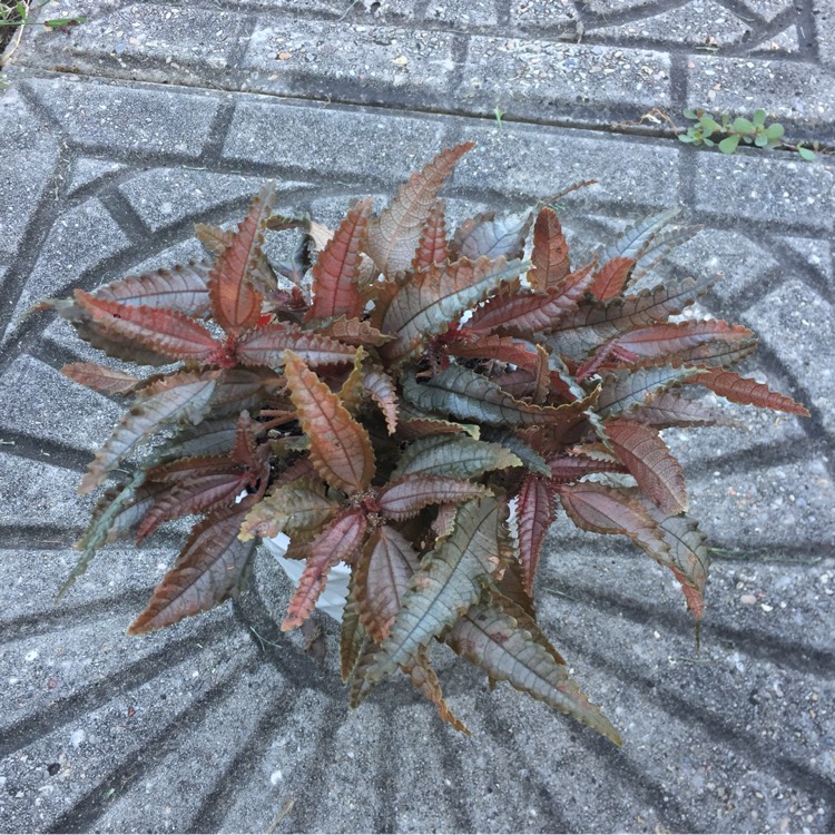 Plant image Pilea involucrata 'Dark Mystery'