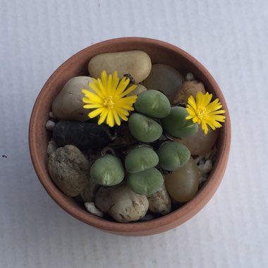 Conophytum Meyeri