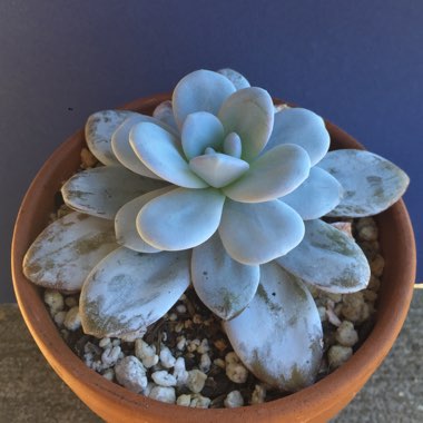 Echeveria laui