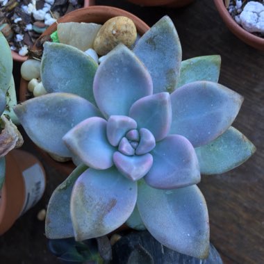 x Graptosedum Ghosty