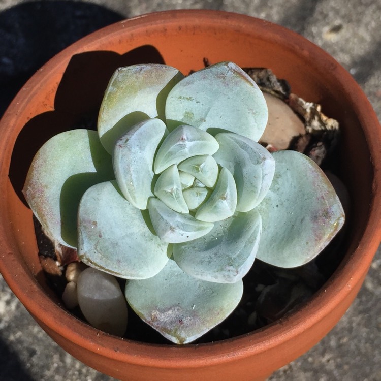 Plant image Echeveria Ice Green