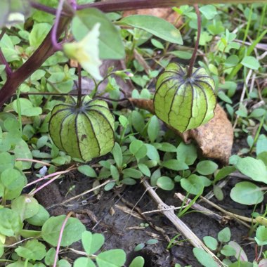 Physalis Peruviana 'Golden Gem'