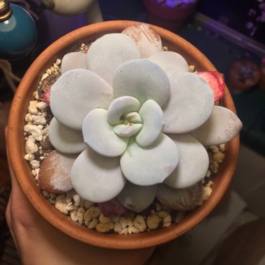 Echeveria Cream Tea 