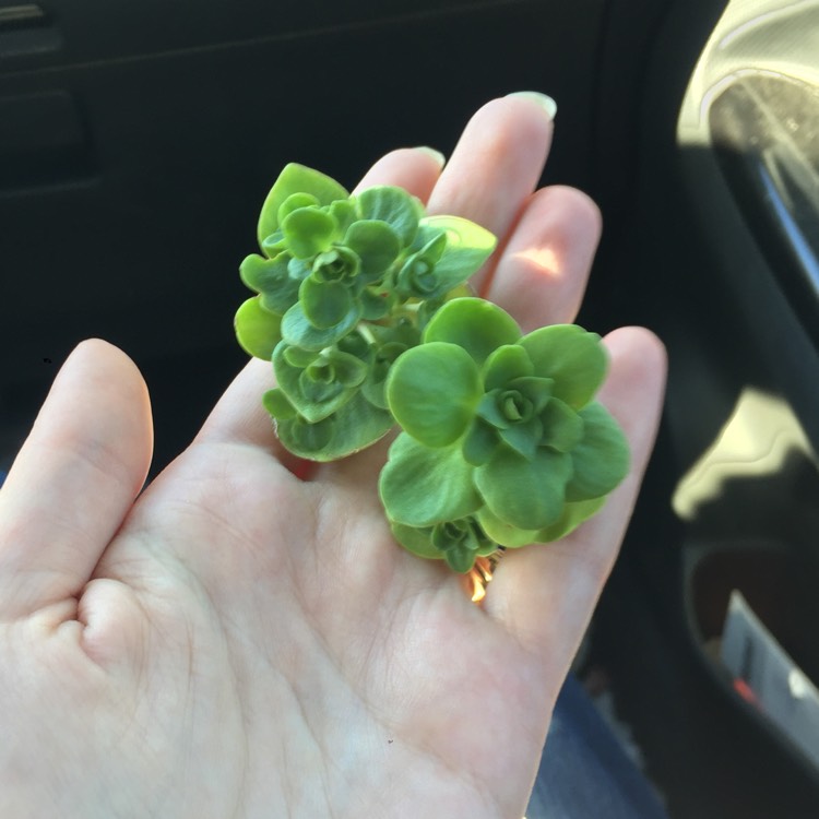 Plant image Sedum ternatum