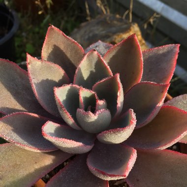 Echeveria Afterglow