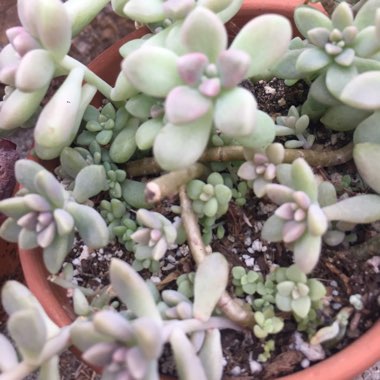 Graptopetalum Mendozae