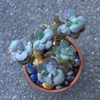 Echeveria Suyon