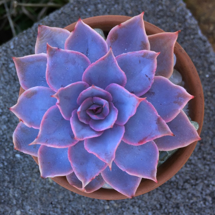 Plant image Echeveria Pinky