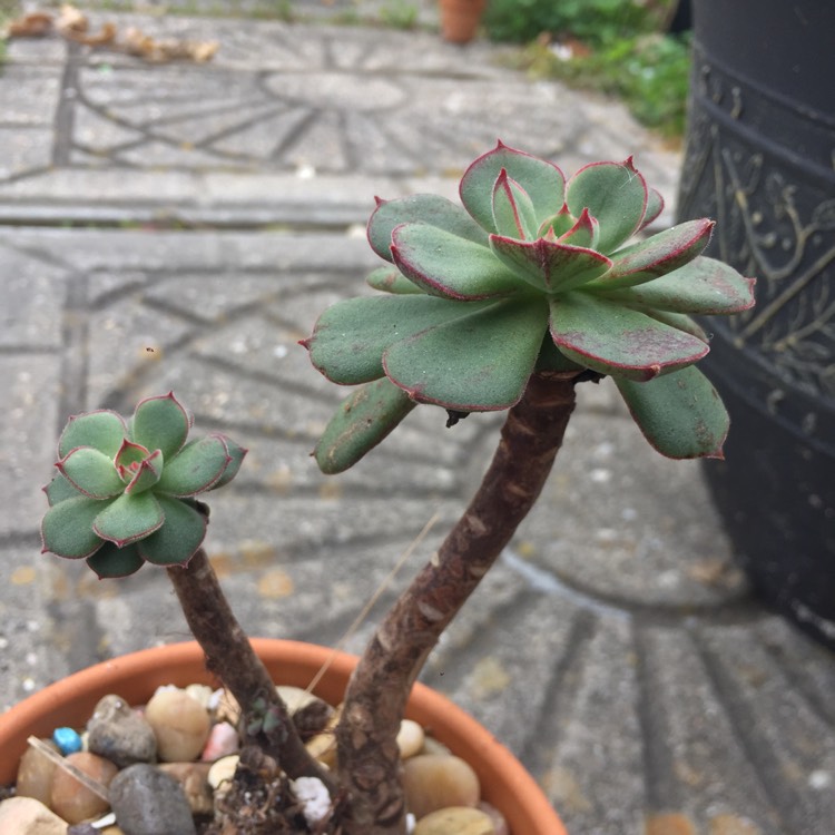 Plant image Echeveria Joan Daniel