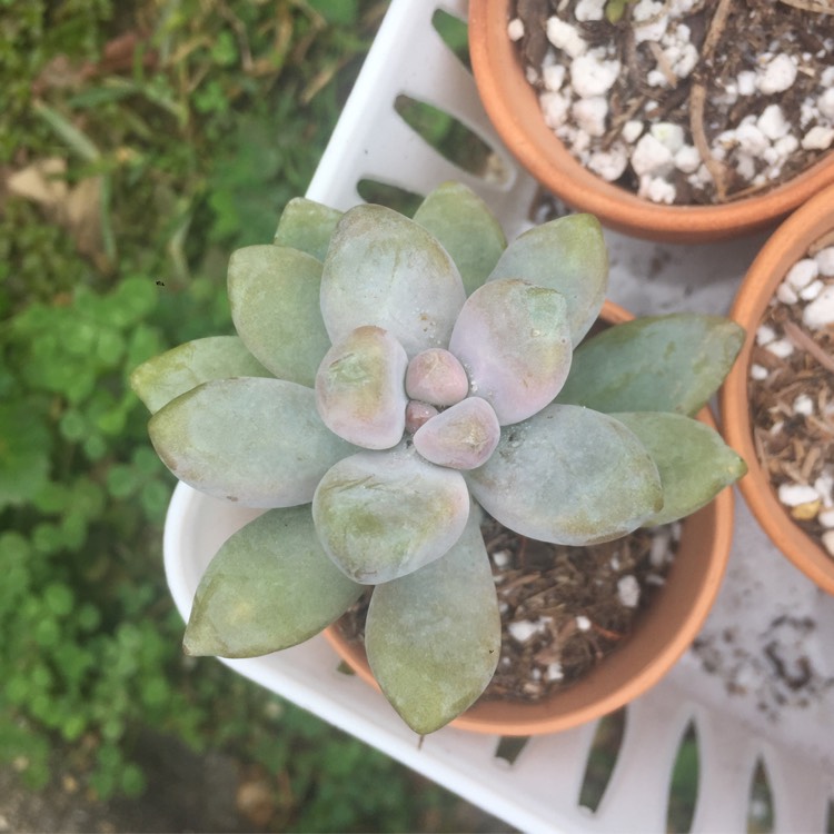 Plant image xSedeveria Blue Giant