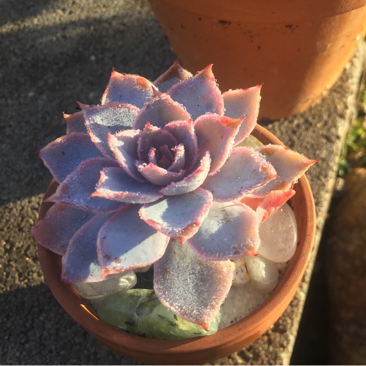 Plant image Echeveria Pinky