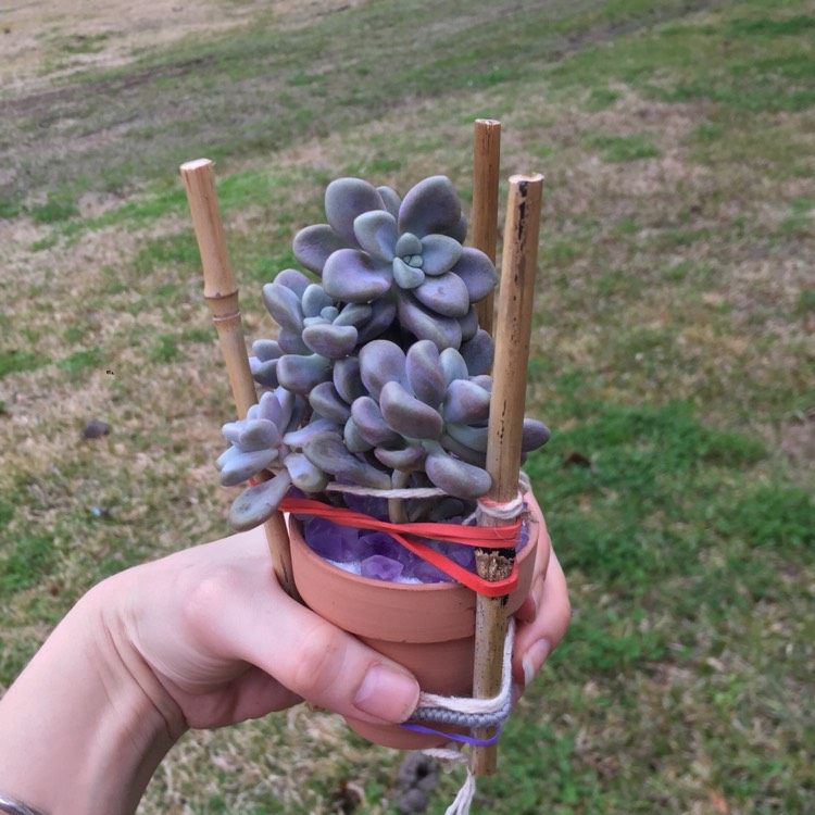 Plant image Graptopetalum Ellen