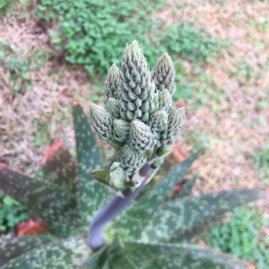 Aloe Maculata