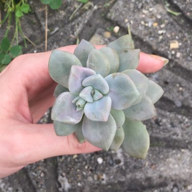 Graptopetalum Marquise de Sevigne