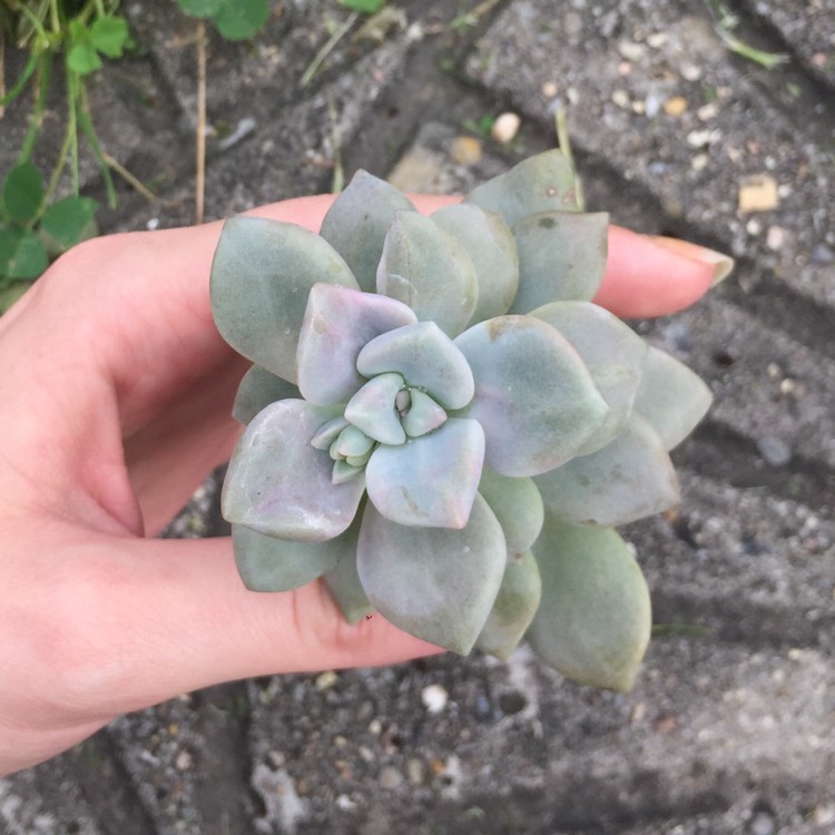 Plant image Graptopetalum Marquise de Sevigne